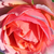 Orange - Park rose - Chippendale